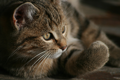 杂交乱系列小说合集 杂交乱系列小说合集