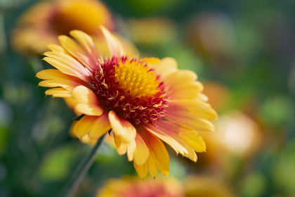 欧洲美女图 欧洲美女图