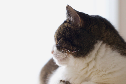 复仇联盟4电影在线观看 复仇联盟4电影在线观看