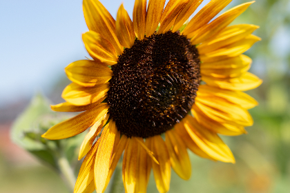 免费能直接看黄的视频 免费能直接看黄的视频
