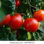 杨贵妃秘史完整播放 r1egd5b