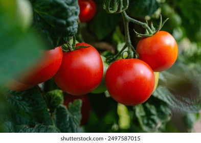 杨贵妃秘史完整播放 杨贵妃秘史完整播放